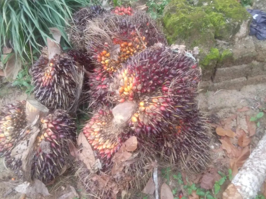 Régimes de fruits de palmier à huile prêts pour la transformation