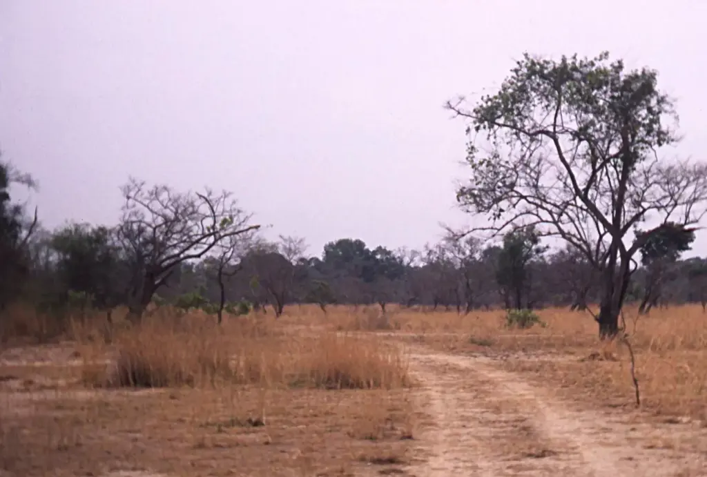 Paysage de la savane près de Boundiali, dans le nord de la Côte d’Ivoire