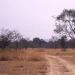 Paysage de la savane près de Boundiali, dans le nord de la Côte d’Ivoire