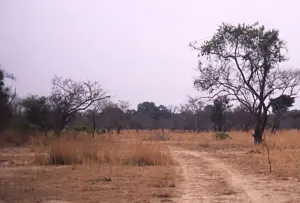 Paysage de la savane près de Boundiali, dans le nord de la Côte d’Ivoire