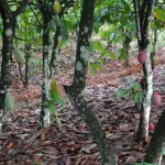 Cacaoyers en Côte d’Ivoire