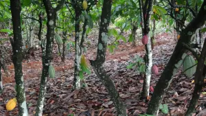 Cacaoyers en Côte d’Ivoire