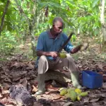 Un travailleur ouvre des cabosses de cacao près de Fresco, en Côte d’Ivoire