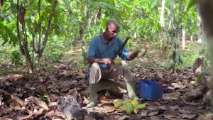 Un travailleur ouvre des cabosses de cacao près de Fresco, en Côte d’Ivoire