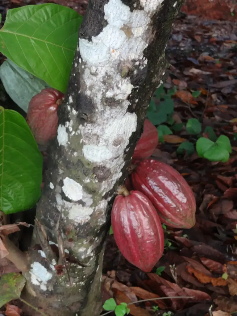 Des cabosses de cacao sur un arbre dans une plantation en Côte d’Ivoire