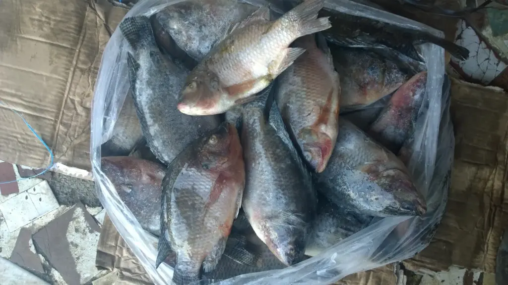 Carton de poissons congelés en Côte d’Ivoire