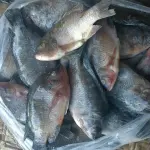 Carton de poissons congelés en Côte d’Ivoire