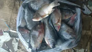 Carton de poissons congelés en Côte d’Ivoire
