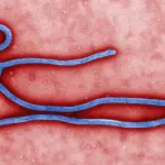 Particule du virus Ebola observée au microscope électronique