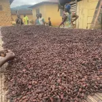 Des fèves de cacao étalées pour le séchage au Ghana