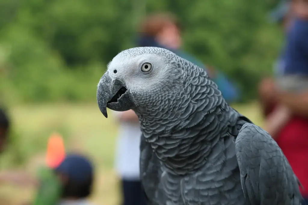 Perroquet gris d’Afrique, espèce protégée concernée par le trafic de faune