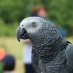 Perroquet gris d’Afrique, espèce protégée concernée par le trafic de faune