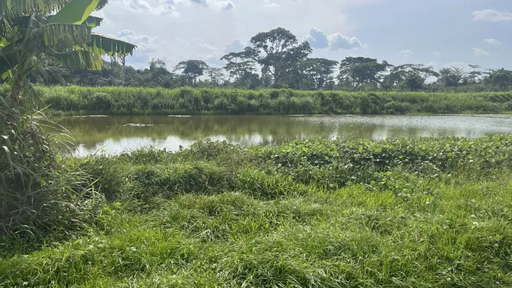 Une ferme piscicole à Man dans l’ouest de la Côte d’Ivoire