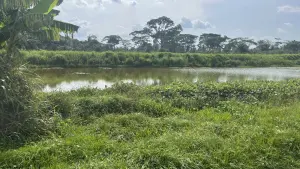 Une ferme piscicole à Man dans l’ouest de la Côte d’Ivoire
