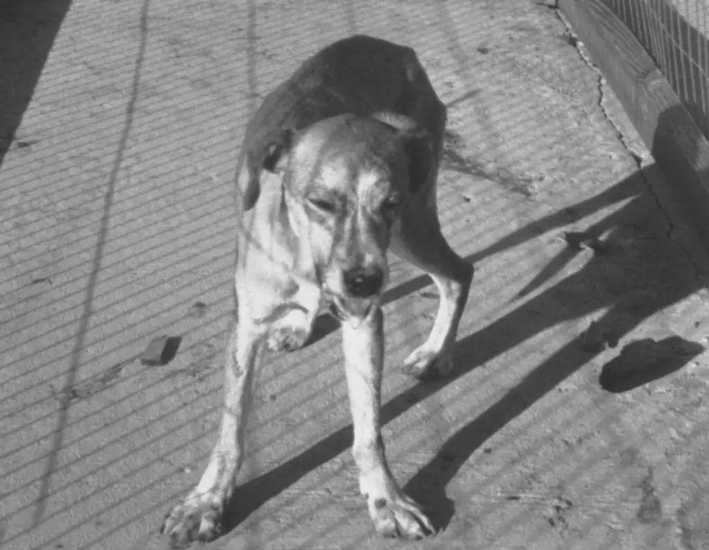Chien atteint de rage avec salivation visible, image d’archive