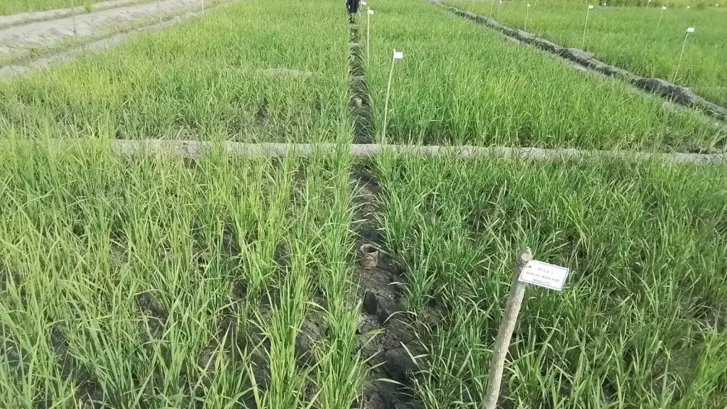 Champ de riz dans le centre de la Côte d’Ivoire
